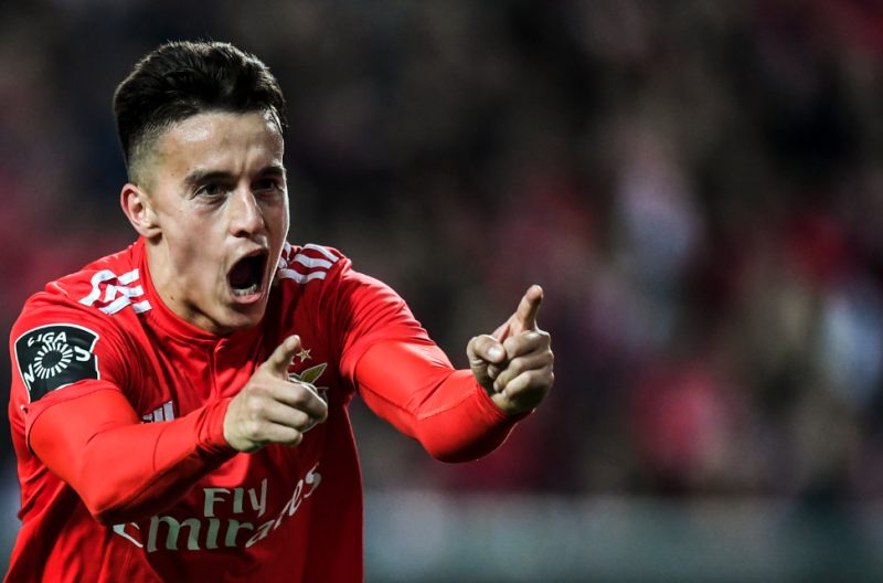 Cervi com vários pretendidos.